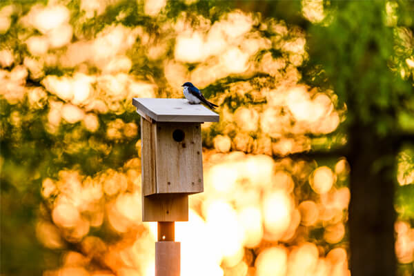 Bird on a birdhouse