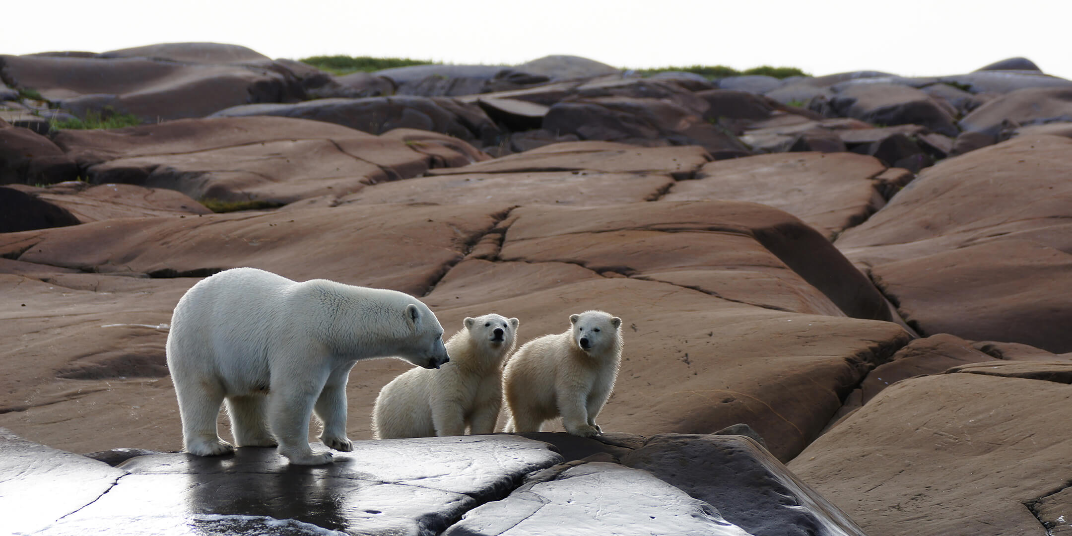 Three Polar Bears