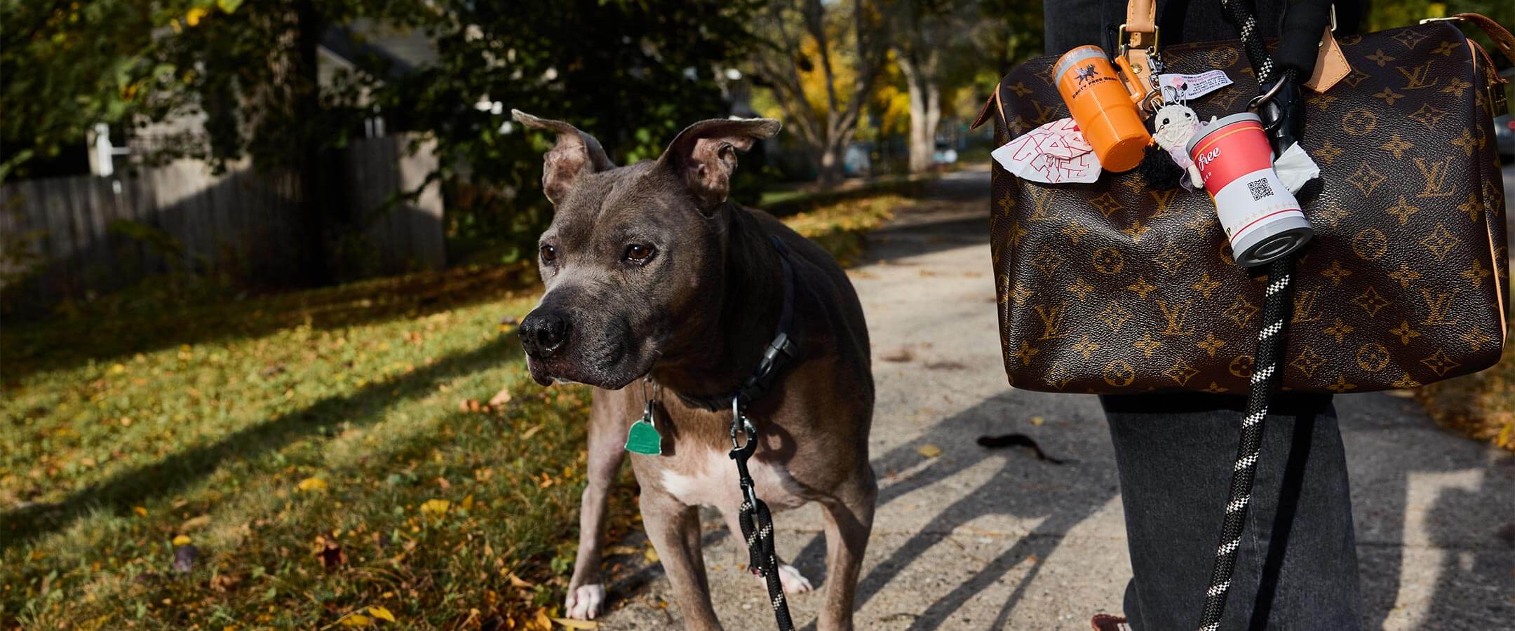 Dog on a leash with Dooty Free Bags accessories.